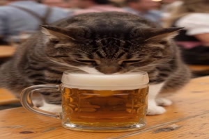 Katze-auf-dem-Oktoberfest.mp4 von Gabriel