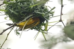Vogel-beim-Nestbau.mp4 von Liebeswolke