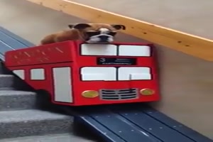 Hunde-Lifta.mp4 von Sahneschnitte