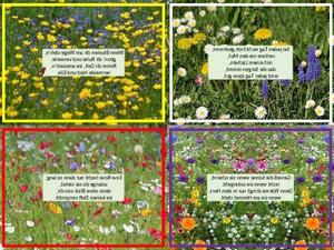 Blumen-am-Wege.pps von Sirene