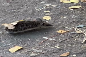 Niedlicher-Igel.mp4 von Joeline
