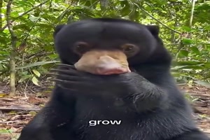 Malaienb�r.mp4 von Mareike-21