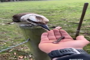 Lustiger Vogel