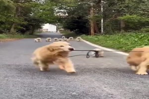 Hunde-Familien-Ausflug-.mp4 von Mareike-21