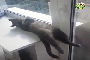 Lustige Katzen und Hunde