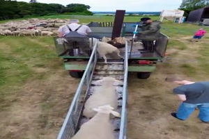 Badetag-f�r-die-Schafe.mp4 von Gabriel