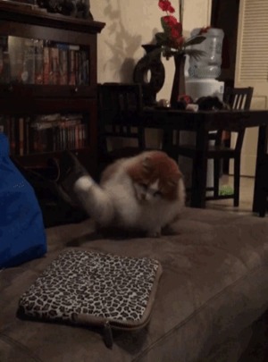 Hochsprung.gif von Henrik1969