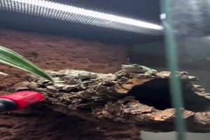 Lustiger-Frosch.mp4 von Nele