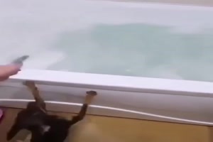 Da-freut-sich-einer-aufs-Baden.mp4 von Joeline