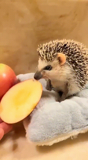 Niedlicher-Igel.gif von Traumfrau