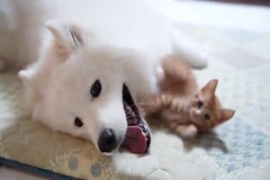Hund-und-Katze-sind-beste-Freunde.mp4 von Nele
